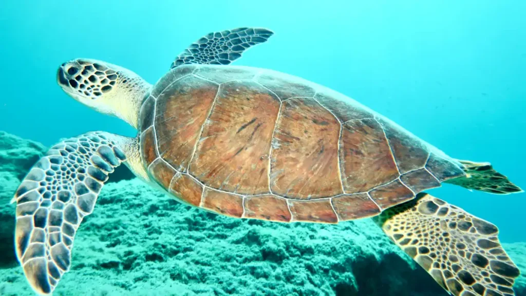 Hawksbill turtle Saadiyat Marine National Park